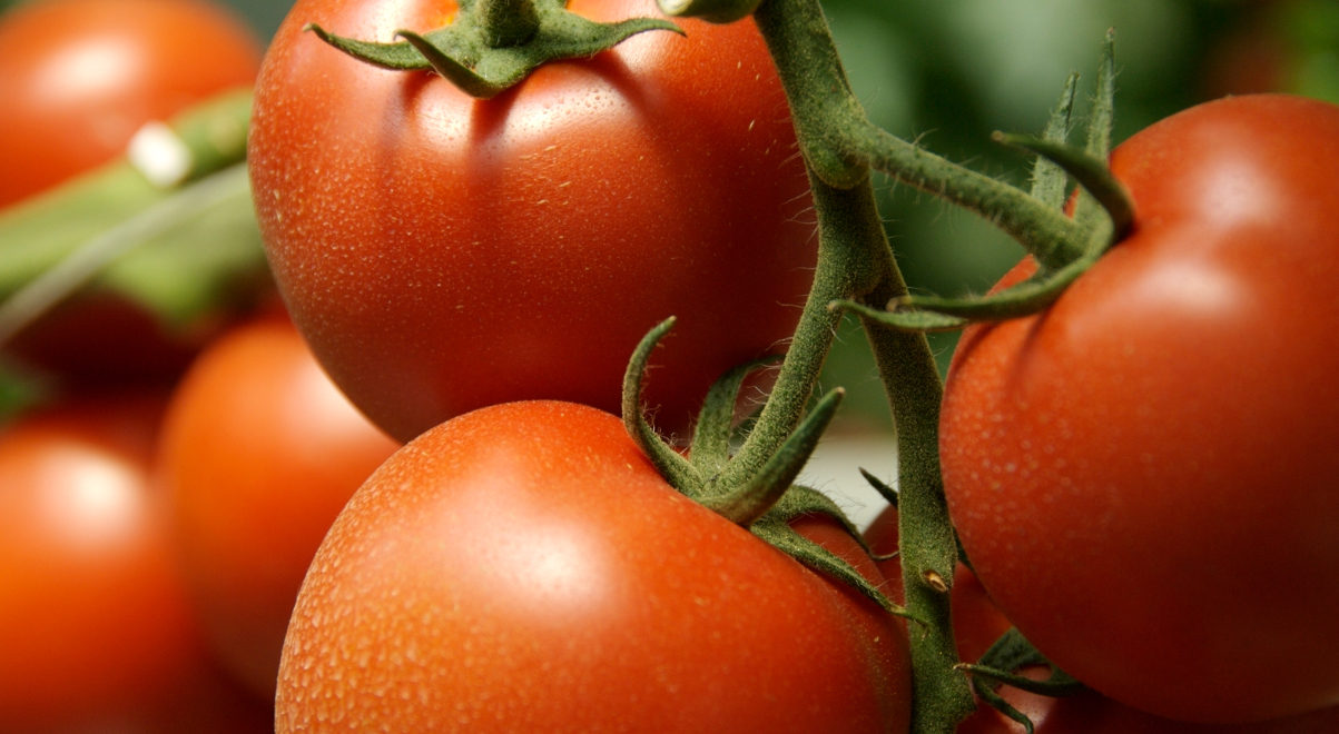 Чим обробити помідори від фітофтори?